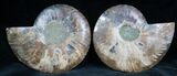 Cut and Polished Ammonite Pair #7326-1